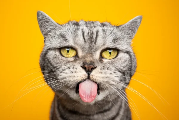 Na pewno nie zgadniesz, co mają wspólnego CheeseCat, NapoleonCat i Catvertiser z wyborami prezydenckimi.