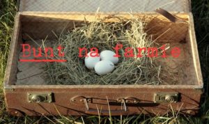 Nazwą marki kurzych jaj można zmanipulować konsumenta. W nazwie można również przekazać szczerą prawdę. Wybór zależy od dostawcy.