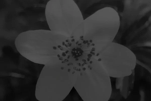 Jak powstała nazwa Nabioli?