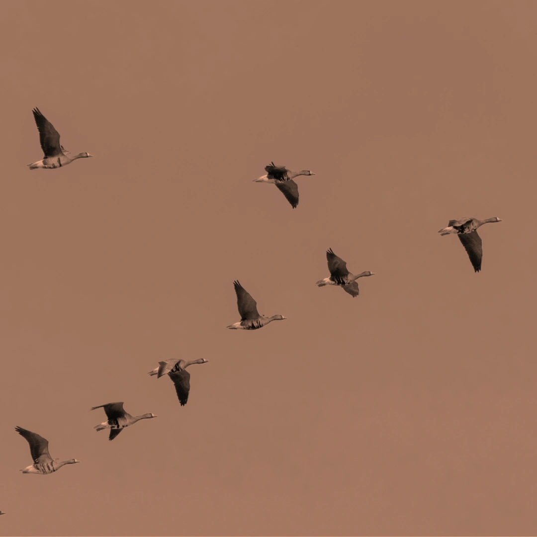 Jak powstała nazwa Leaders are trainers?